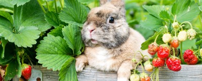 Jouet pour lapin  Jouet pour lapin