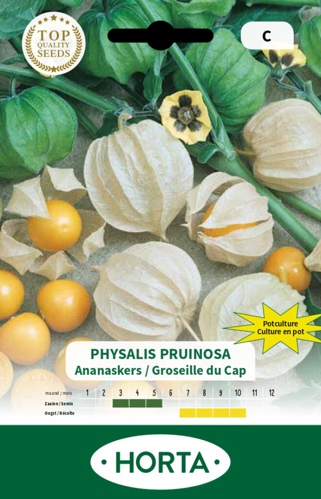 Physalis Pruinosa  (Ananaskers)