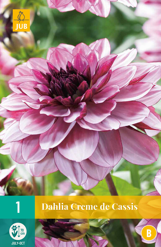 1X Dahlia Crème de Cassis