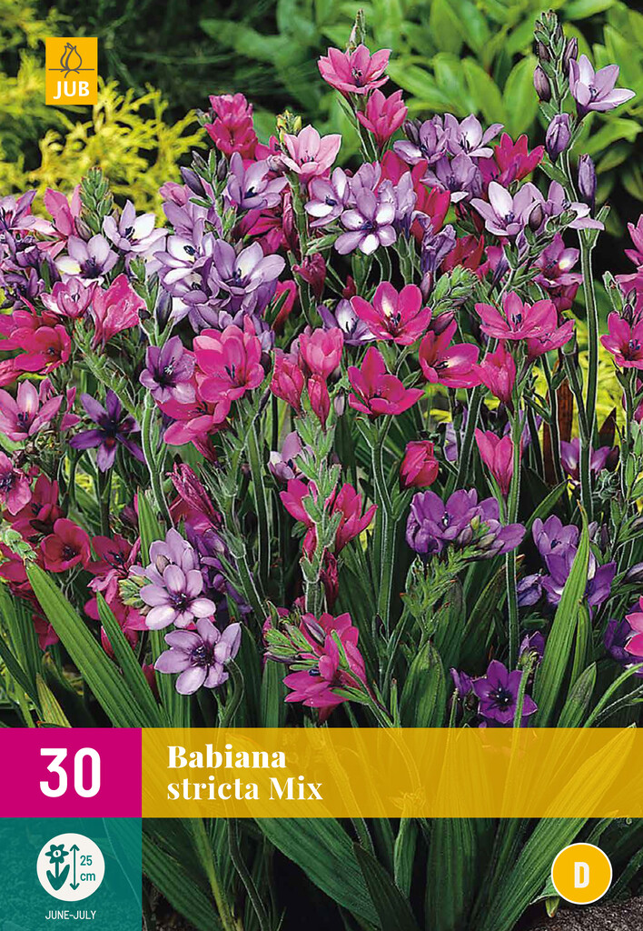 X30 Babiana Stricta Mix