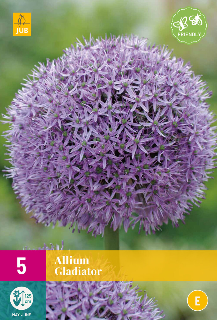 X 5 Allium Gladiator