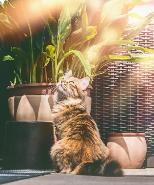 Levensmiddelen die giftig zijn voor katten