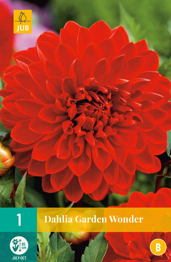 X1 Dahlia Garden Wonder