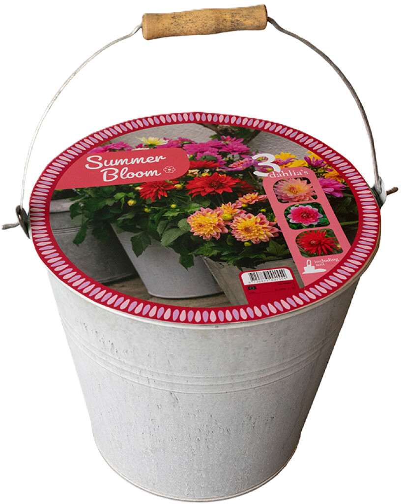 X 1 EMMER 3 DAHLIA SUMMER BLOOM - enkel per 24 of 48 stuks te bestellen