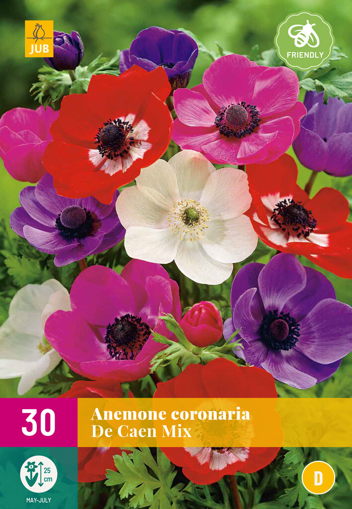X30 Anemone de Caen Mix