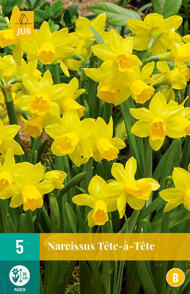 X 5 Narcissus Tête-à-Tête