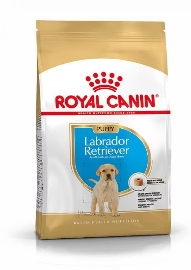 BHN Labrador Retriever puppy 3kg