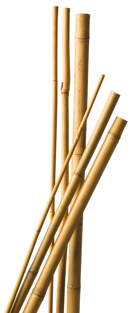 Bamboestok naturel h270cm (3 stuks)