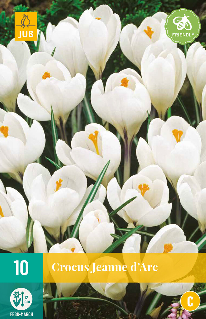 X 10 Crocus Jeanne d'Arc