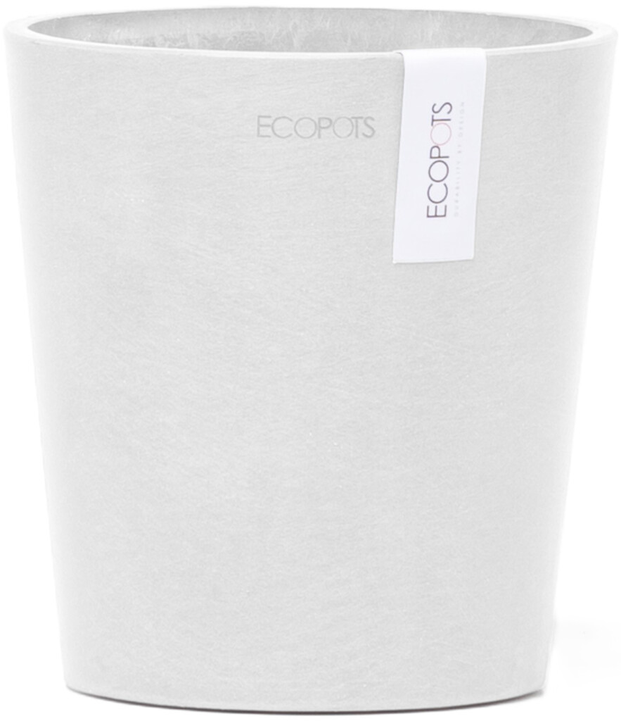 Morinda Orchid 14 Blanc Pur