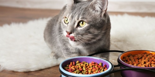 Aliments pour chats Aliments pour chats