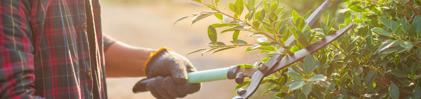 Outils de taille Outils de taille