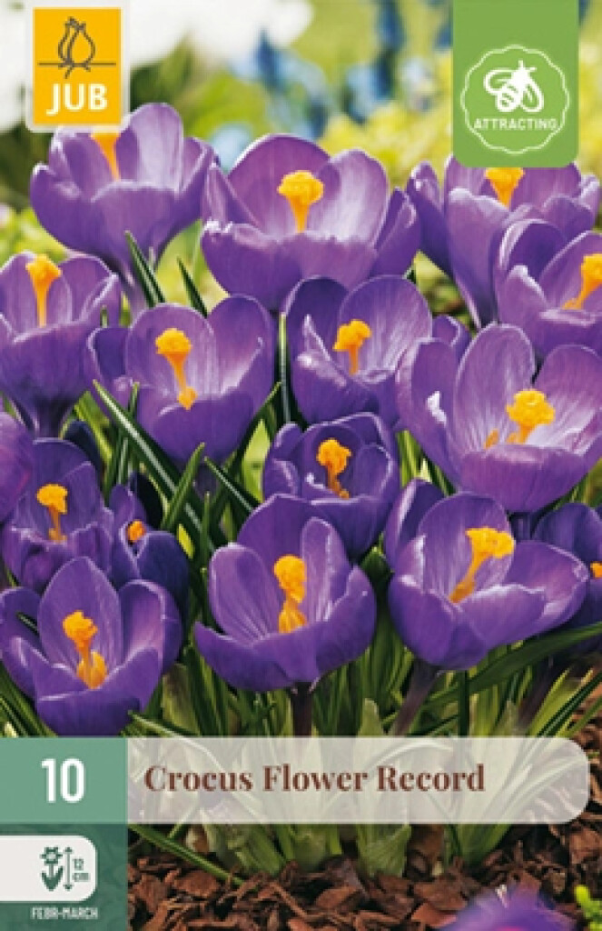 X10 Crocus Flower Record