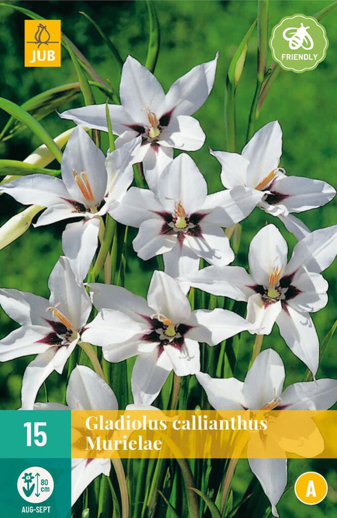 X15 Gladiolus Callianthus Murielae
