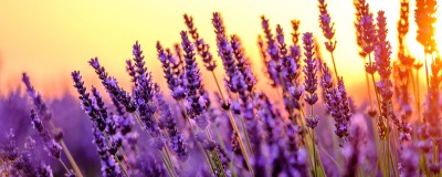 Lavendel