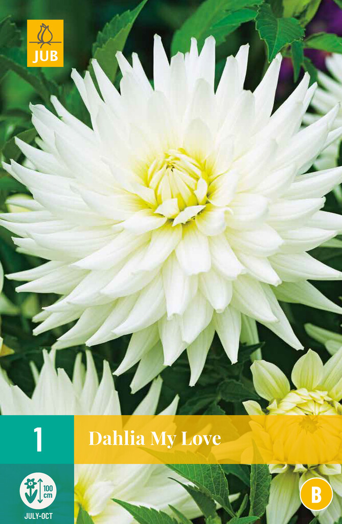 X1 Dahlia My Love