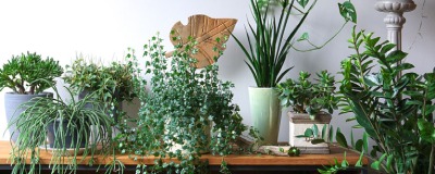 Types de plante d'intérieur Types de plante d'intérieur