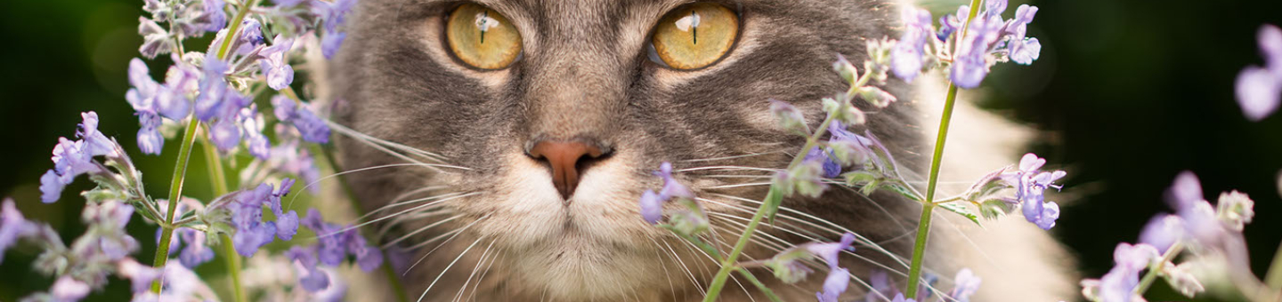 L'herbe à chat pour votre chat