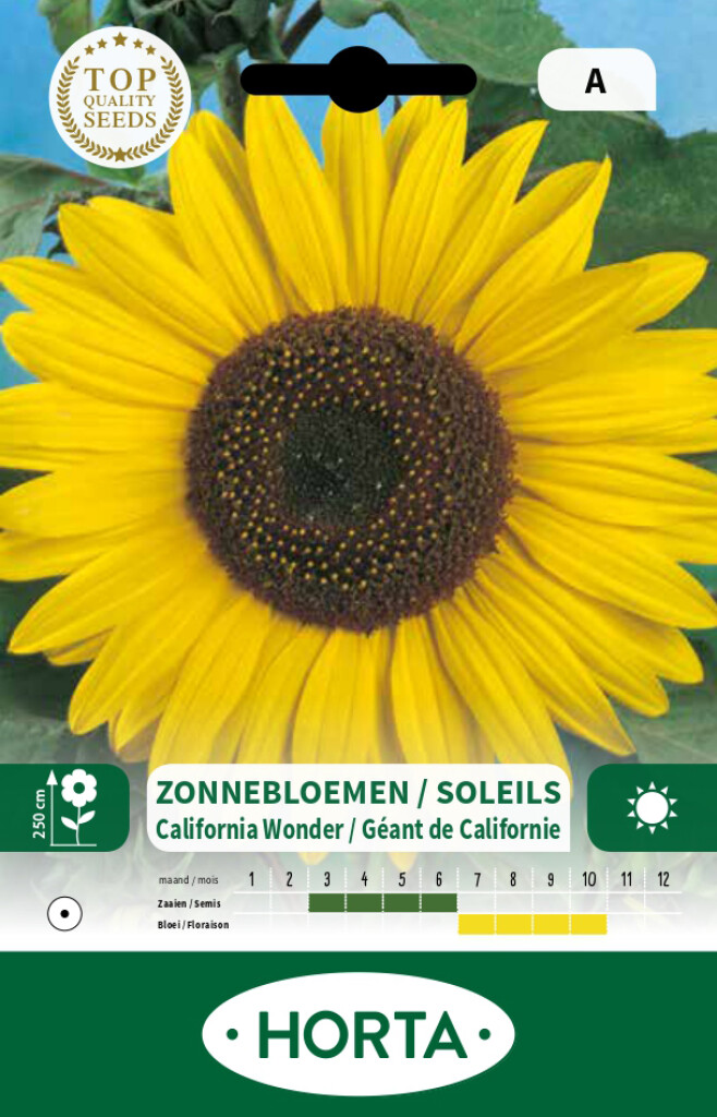 Helianthus (zonnebloem) reuze California Wonder