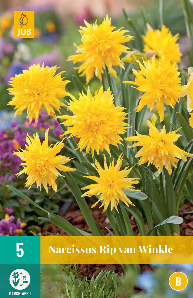 X 5 Narcissus Rip van Winkle