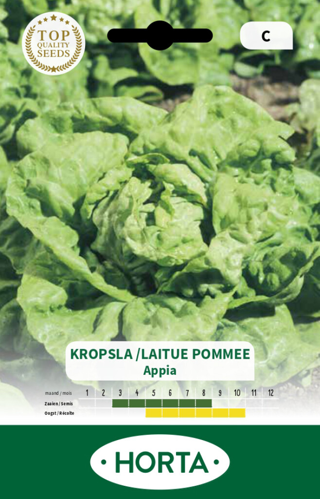 Laitue pommée Appia Laitue pommée Appia