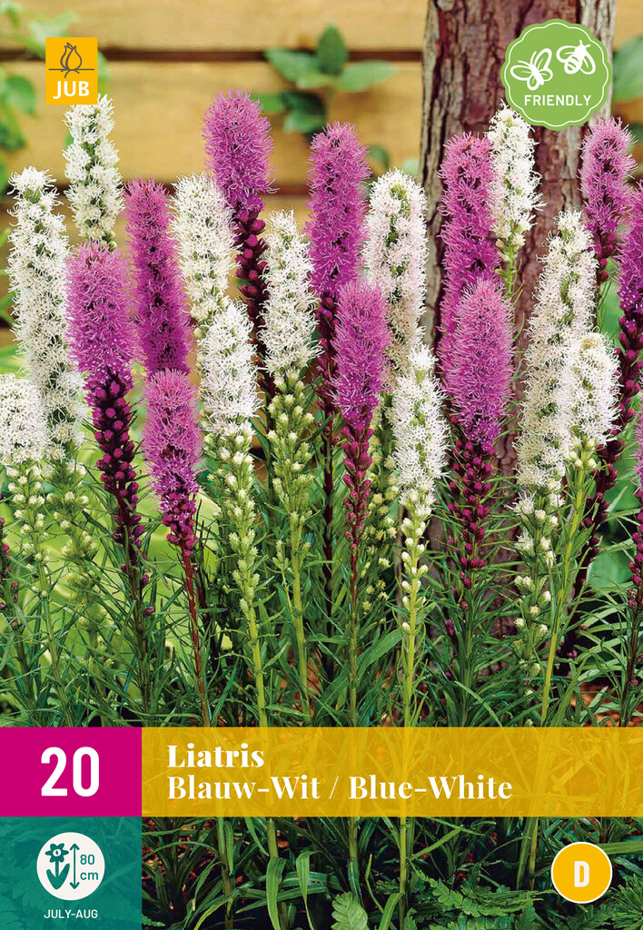 X20 Liatris blauw-wit