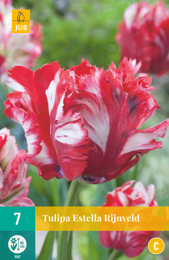X 7 Tulipa Estella Rijnveld