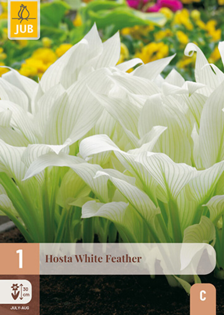 X1 Hosta White Feather