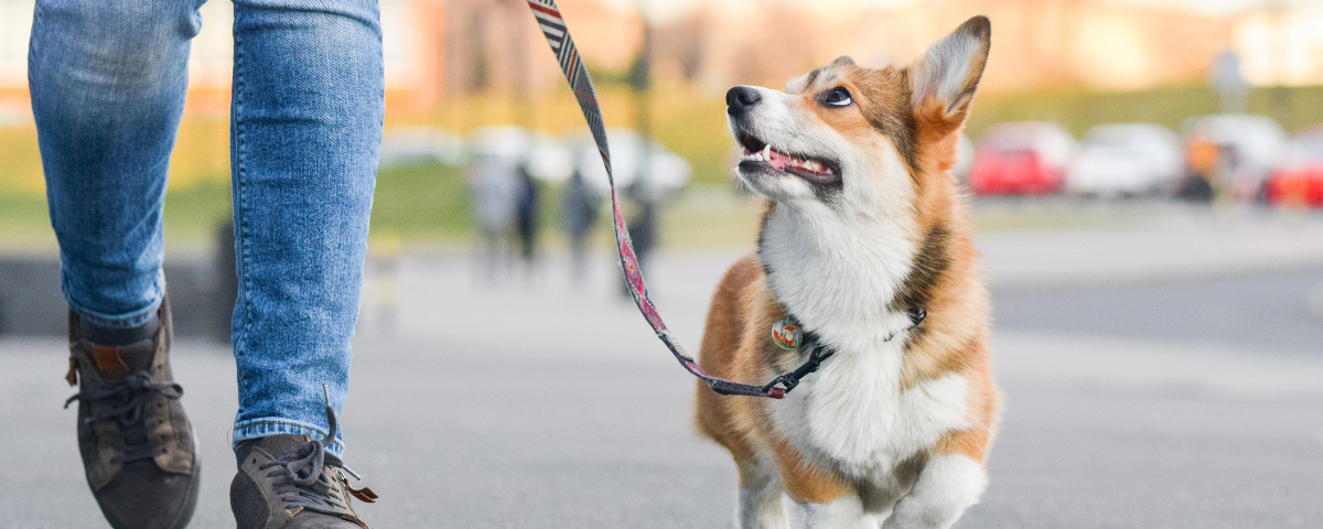 5 tips voor de perfecte hondenwandeling