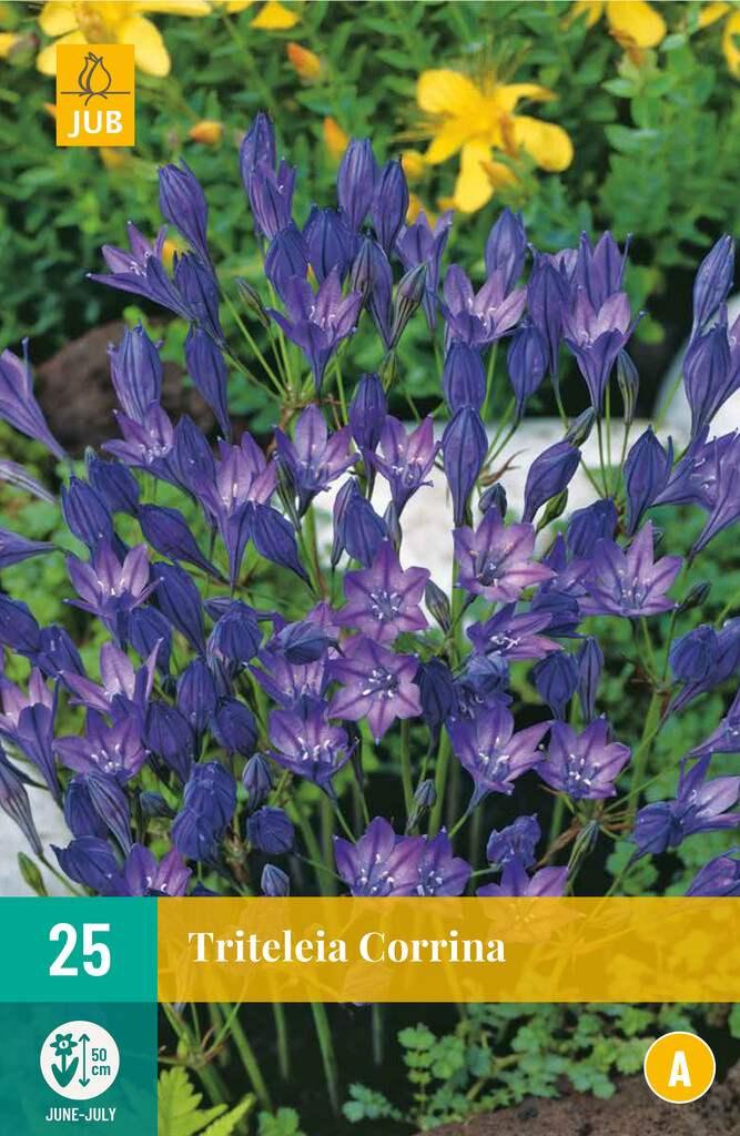 X25 Triteleia Corrina