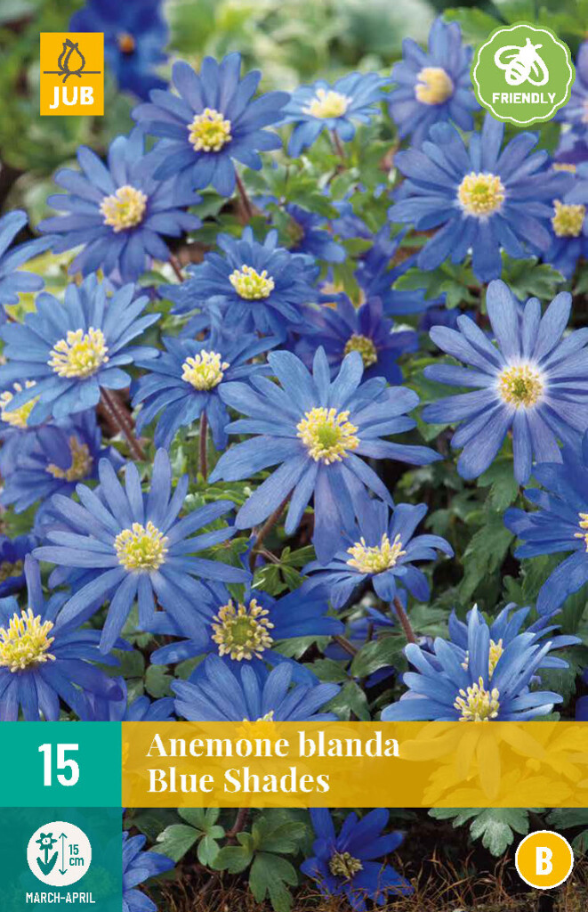 Anemone blanda Blue Shades
