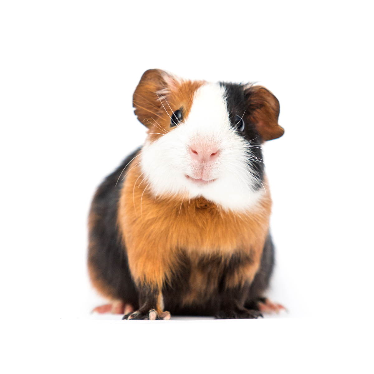 cavia