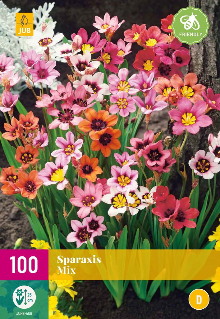 X 100 SPARAXIS MIX X 100 SPARAXIS MIX