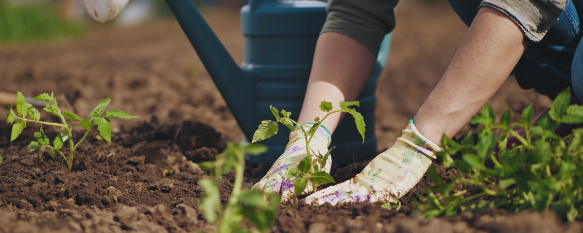 Pourquoi l'automne est idéal pour planter