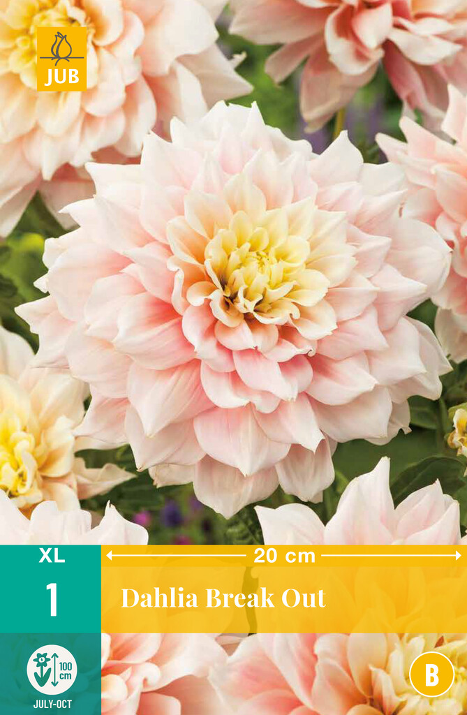 X1 Dahlia Break Out