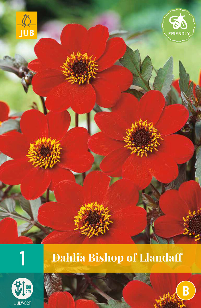 X1 Dahlia Bishop of Llandaff