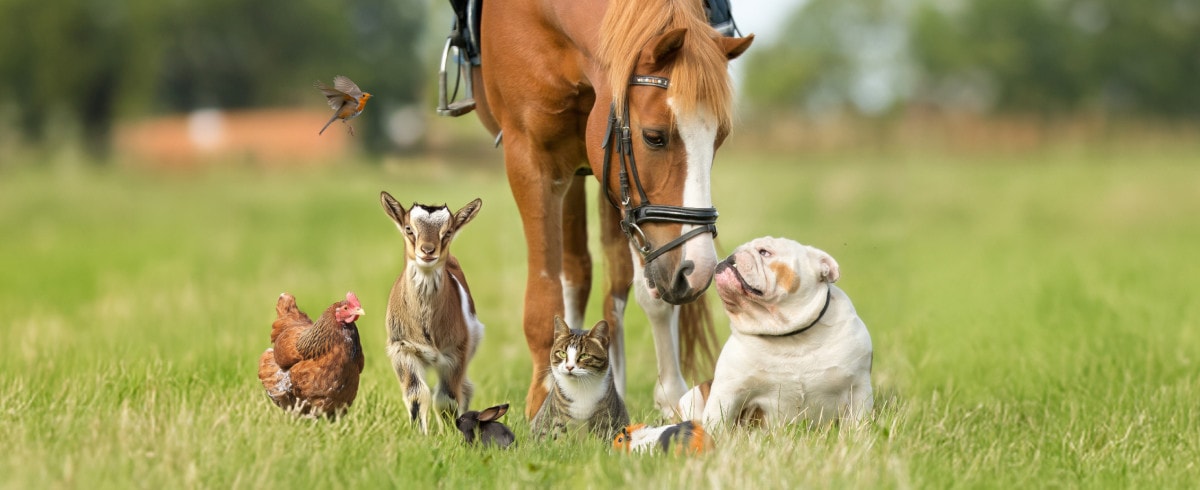 Werelddierendagen