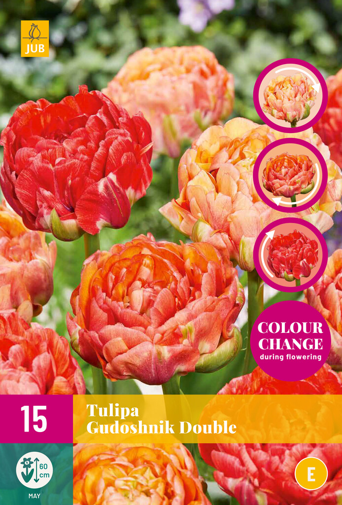 X 15 Tulipa Gudushnik Double