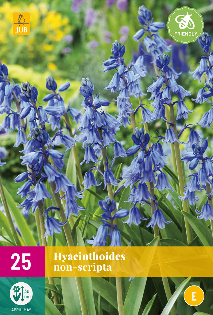 X 25 Hyacinthoides non-scripta