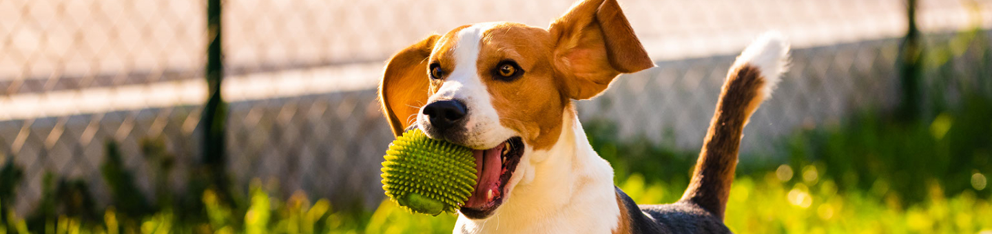 Jouet pour chien Jouet pour chien