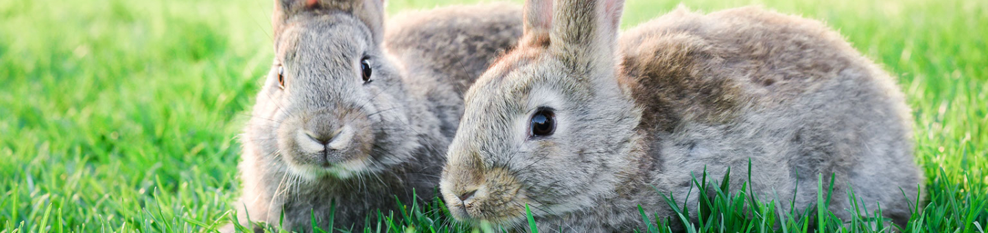 Lapin Lapin