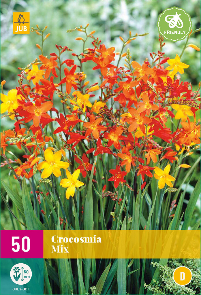 X50 Crocosmia mix