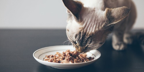 Melk en katten