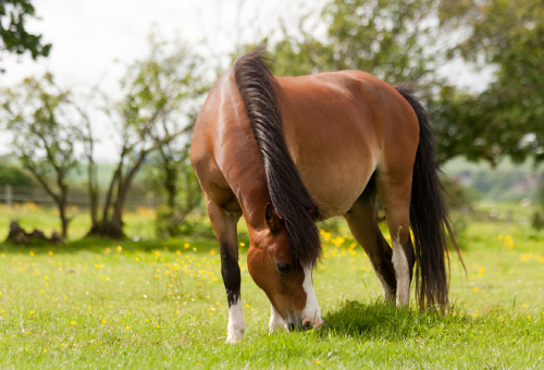 Alimentation pour chevaux