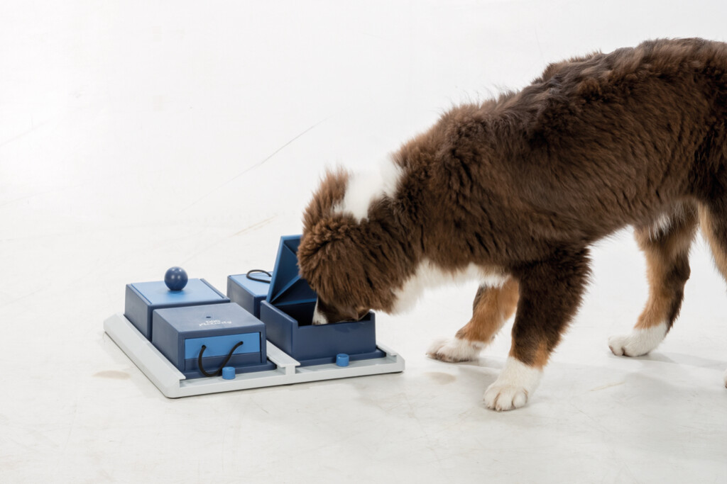 Dog Activity Jeu Stratégie Poker Box 1