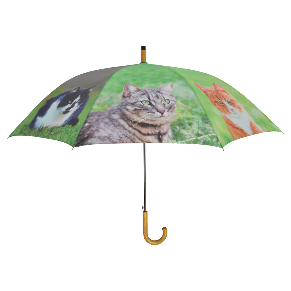 Parapluie chats