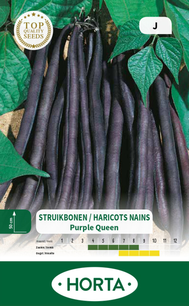 Struikboon Purple Queen