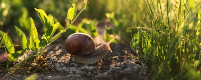Bescherm je planten tegen slakken Bescherm je planten tegen slakken