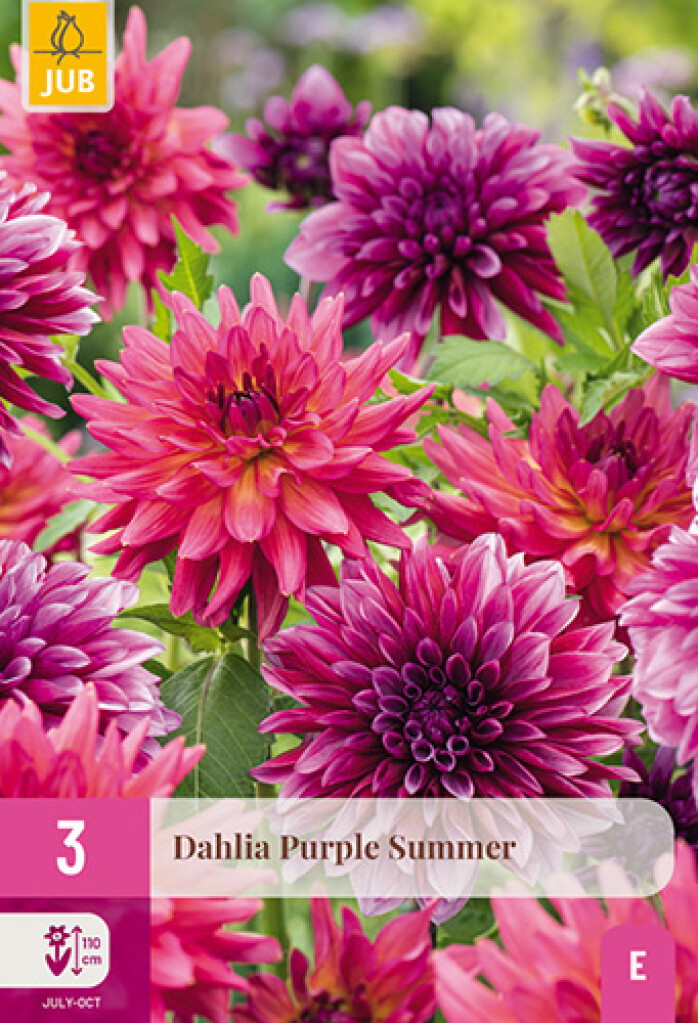 X 3 Dahlia Purple Summer