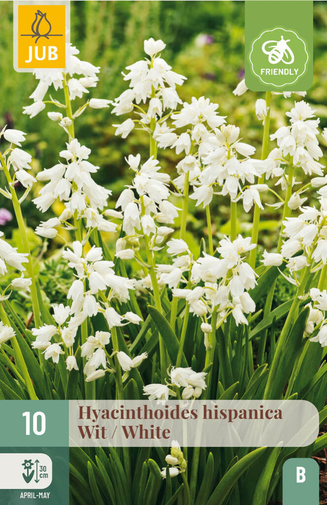 X10 Hyacinthoides Hispanica Wit 8/10